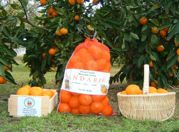 Bags-baskets_of_mandarins_003