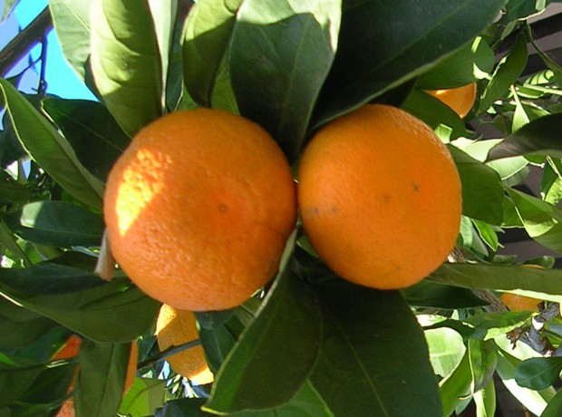 Blue_Goose_Mandarin_tree,_11-08